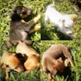babys fofinhos