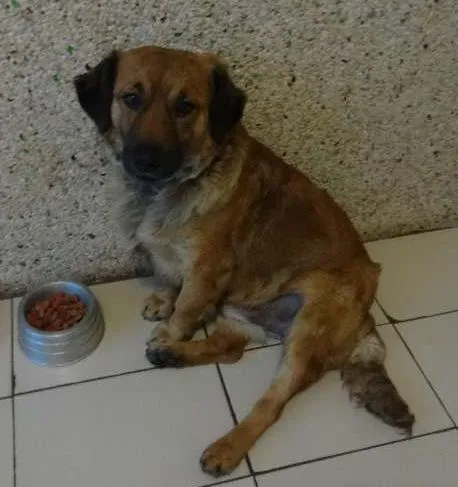 Cachorro ra a SRD idade 1 ano nome Nino