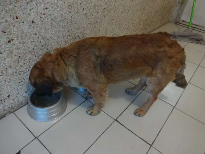 Cachorro ra a SRD idade 1 ano nome Nino