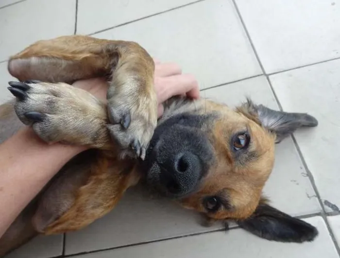 Cachorro ra a SRD idade 1 ano nome Nino
