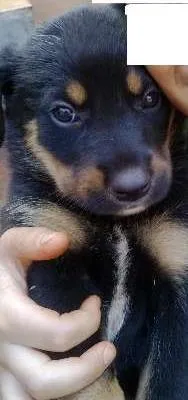 Cachorro ra a SRD idade Abaixo de 2 meses nome SEM NOME