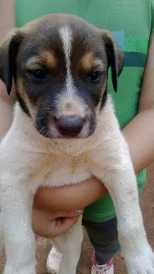 Cachorro raça SRD idade Abaixo de 2 meses nome SEM NOME