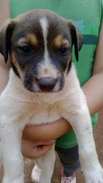 Cachorro ra a SRD idade Abaixo de 2 meses nome SEM NOME