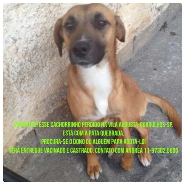 Cachorro ra a SRD idade 7 a 11 meses nome CHUVISCO