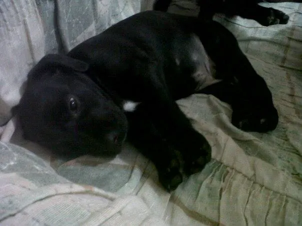 Cachorro raça SRD idade Abaixo de 2 meses nome Obama