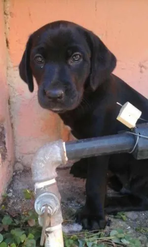 Cachorro raça SRD idade Abaixo de 2 meses nome Obama