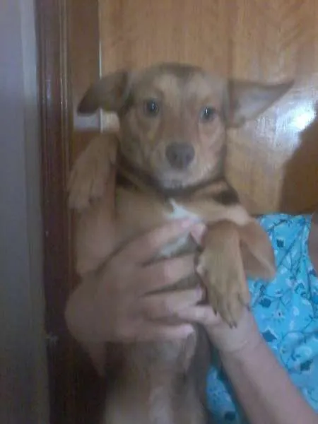 Cachorro ra a vira lata idade 2 a 6 meses nome Bob