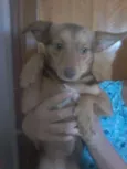 Bob