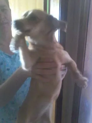 Cachorro raça vira lata idade 2 a 6 meses nome Bela