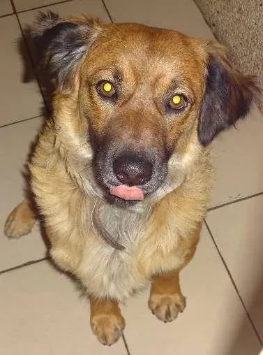 Cachorro ra a SRD idade 1 ano nome Nino