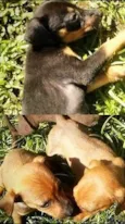 babys fofinhos