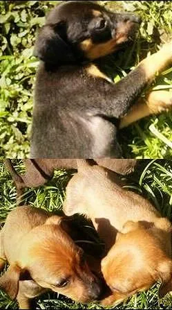 Cachorro ra a fox paulistinha idade Abaixo de 2 meses nome babys fofinhos