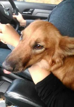 Cachorro raça  idade 7 a 11 meses nome zelda