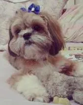 Cachorro raça Lhasa Apso idade 1 ano nome JULLY GRATIFICA