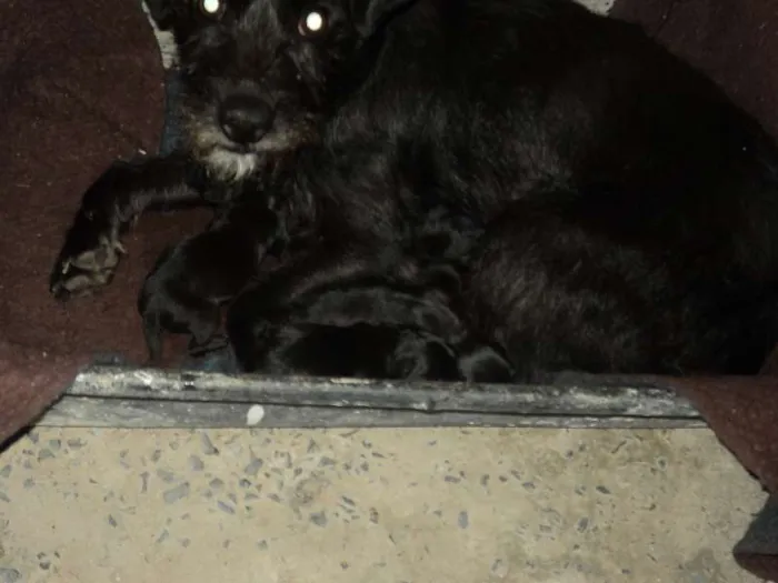Cachorro raça SRD idade Abaixo de 2 meses nome sem nome