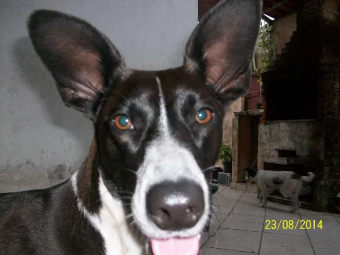 Cachorro ra a Mestiça Bull Terrier idade 1 ano nome Meg