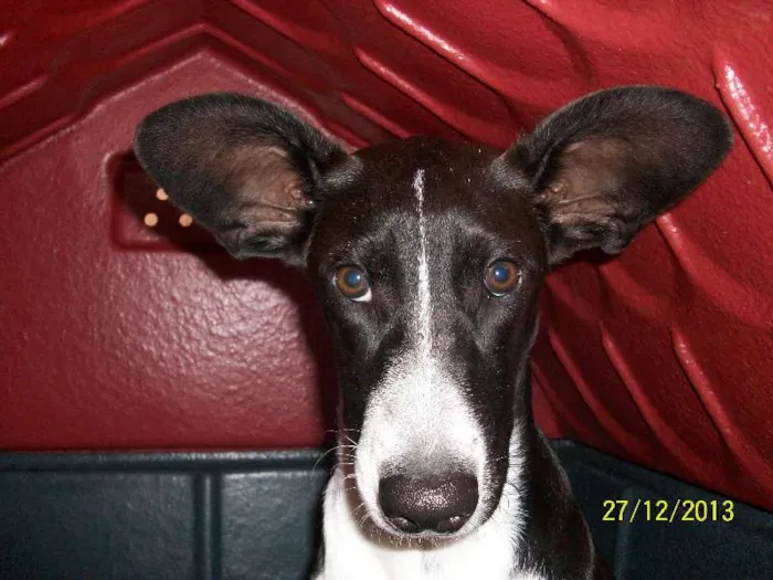 Cachorro ra a Mestiça Bull Terrier idade 1 ano nome Meg
