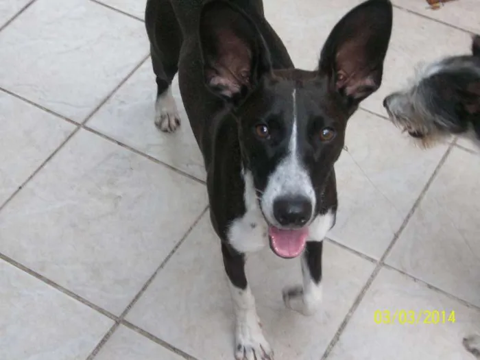 Cachorro ra a Mestiça Bull Terrier idade 1 ano nome Meg