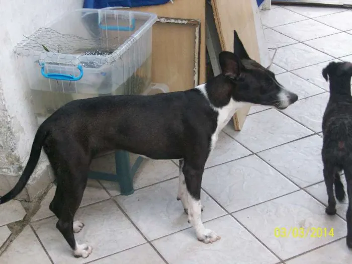 Cachorro ra a Mestiça Bull Terrier idade 1 ano nome Meg