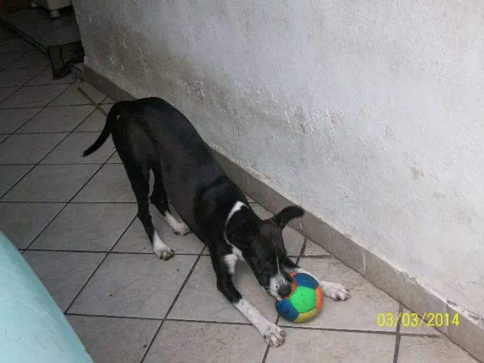 Cachorro ra a Mestiça Bull Terrier idade 1 ano nome Meg