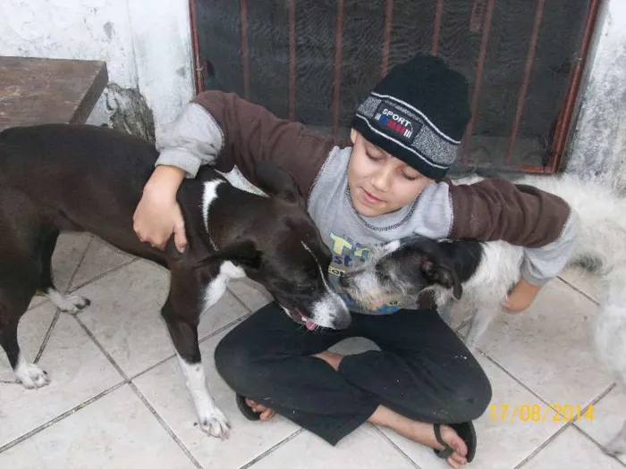 Cachorro ra a Mestiça Bull Terrier idade 1 ano nome Meg