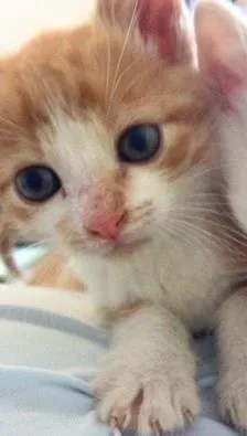 Gato raça Indefinida idade Abaixo de 2 meses nome Mineiro