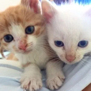 Gato raça Persa misturado idade Abaixo de 2 meses nome Snow