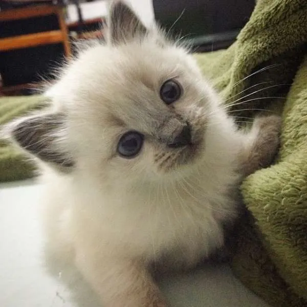 Gato ra a Persa idade Abaixo de 2 meses nome Blue