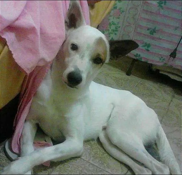 Cachorro ra a Vira-Lata idade 3 anos nome Loki