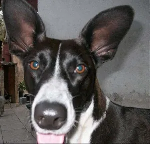 Cachorro raça Mestiça Bull Terrier idade 1 ano nome Meg