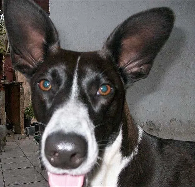 Cachorro ra a Mestiça Bull Terrier idade 1 ano nome Meg
