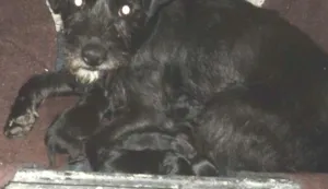Cachorro raça SRD idade Abaixo de 2 meses nome sem nome