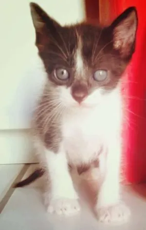 Gato raça  idade Abaixo de 2 meses nome Sem nome ainda