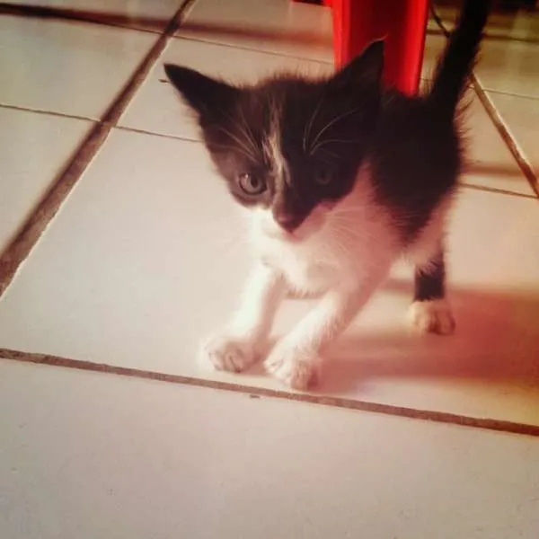 Gato ra a  idade Abaixo de 2 meses nome Sem nome ainda