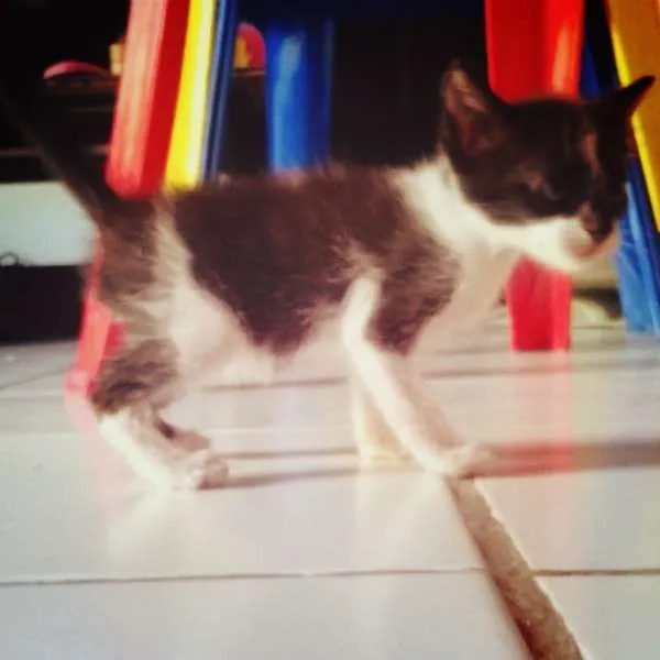 Gato ra a  idade Abaixo de 2 meses nome Sem nome ainda