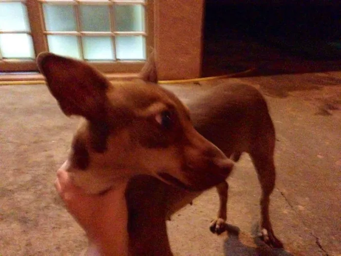 Cachorro ra a SRD idade 1 ano nome Menina