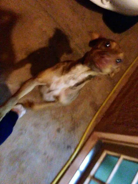 Cachorro ra a SRD idade 1 ano nome Menina