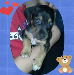 Cachorro raça Mestiço idade Abaixo de 2 meses nome Bebê