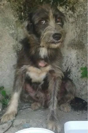Cachorro raça Mestiço idade 2 anos nome Scooby
