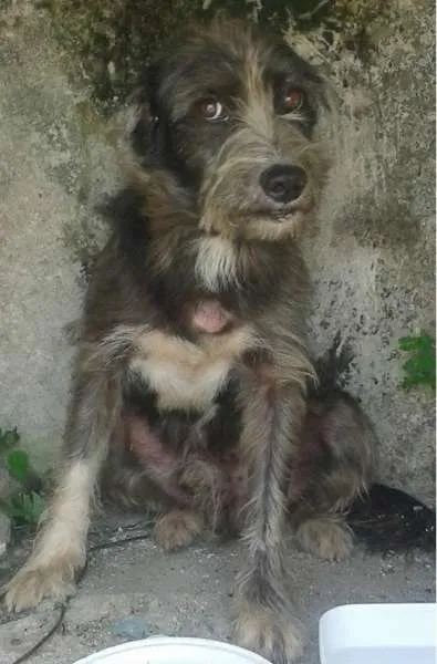 Cachorro ra a Mestiço idade 2 anos nome Scooby