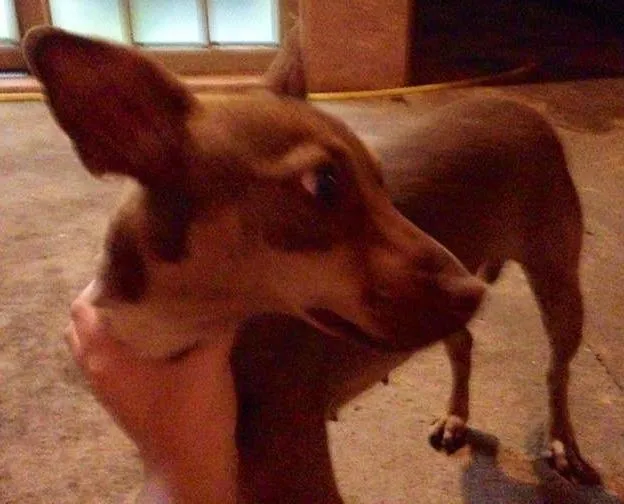 Cachorro ra a SRD idade 1 ano nome Menina