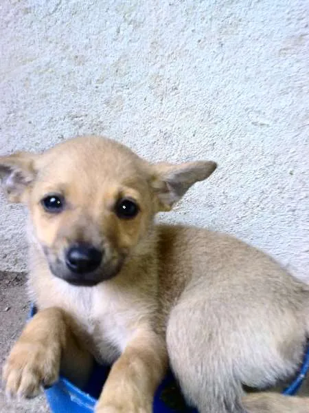 Cachorro ra a Mestiça idade 2 a 6 meses nome Princesas