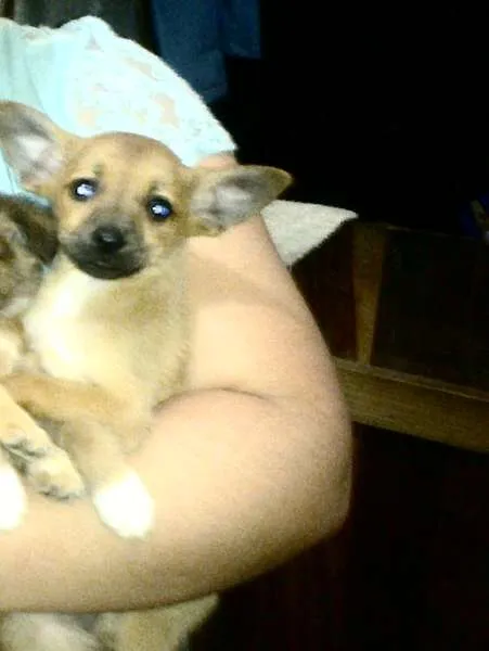 Cachorro ra a Mestiça idade 2 a 6 meses nome Princesas