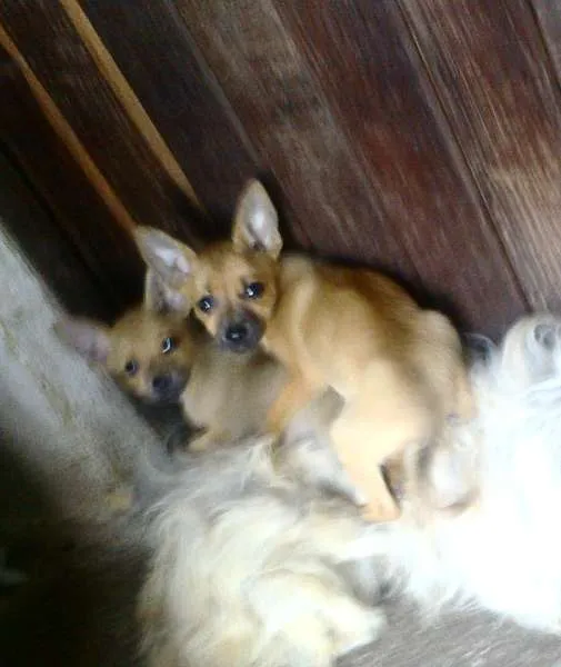 Cachorro ra a Mestiça idade 2 a 6 meses nome Princesas