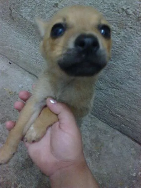 Cachorro ra a Mestiça idade 2 a 6 meses nome Princesas