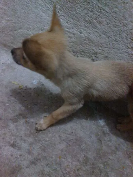 Cachorro ra a Mestiça idade 2 a 6 meses nome Princesas