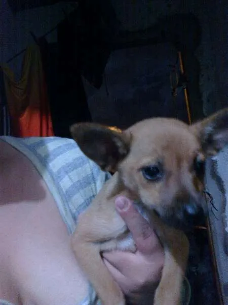 Cachorro ra a Mestiça idade 2 a 6 meses nome Princesas