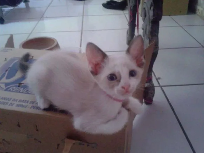 Gato ra a siames idade Abaixo de 2 meses nome sem nome