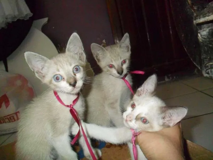 Gato ra a siames idade Abaixo de 2 meses nome sem nome