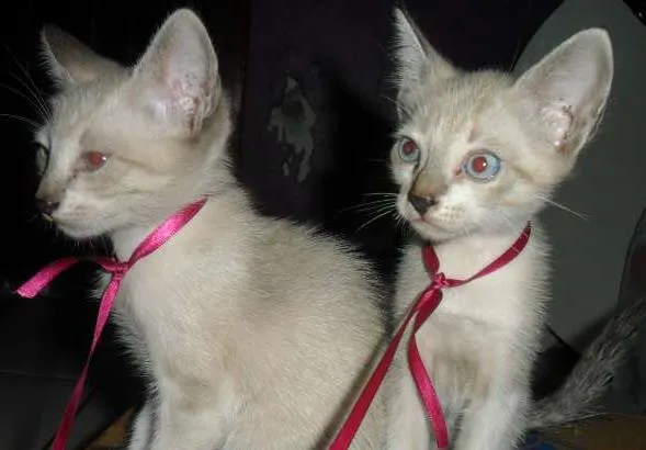 Gato ra a siames idade Abaixo de 2 meses nome sem nome